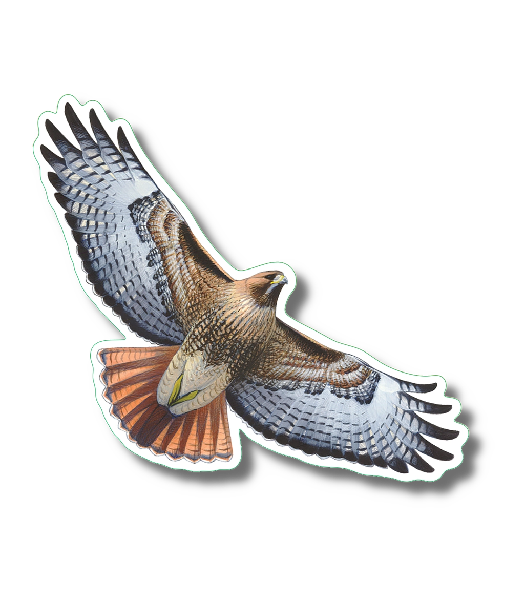 Red-Tailed Hawk | Vinyl Sticker