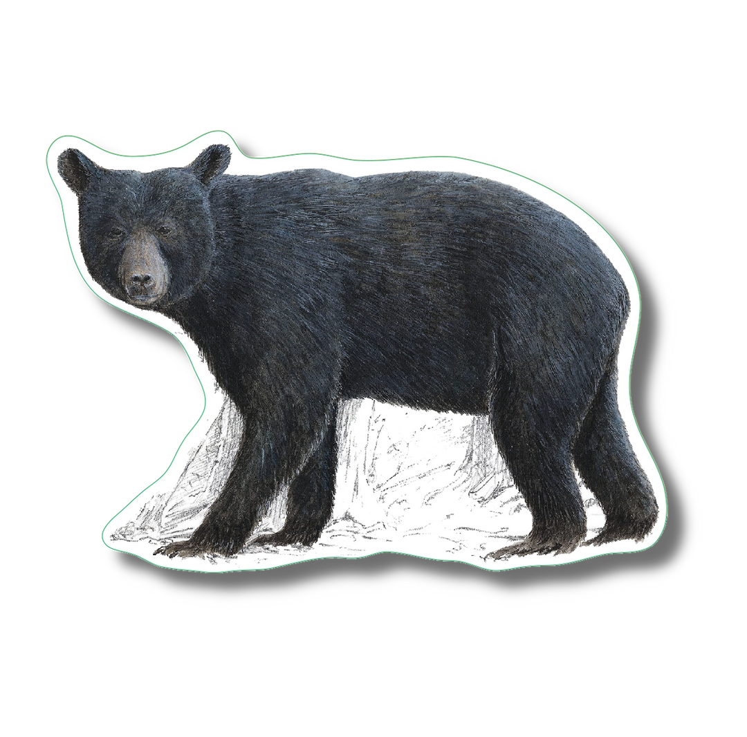 Black Bear | Vinyl Sticker