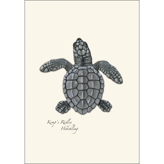 Sea Turtle Hatchling | Assorted 8 Card Set