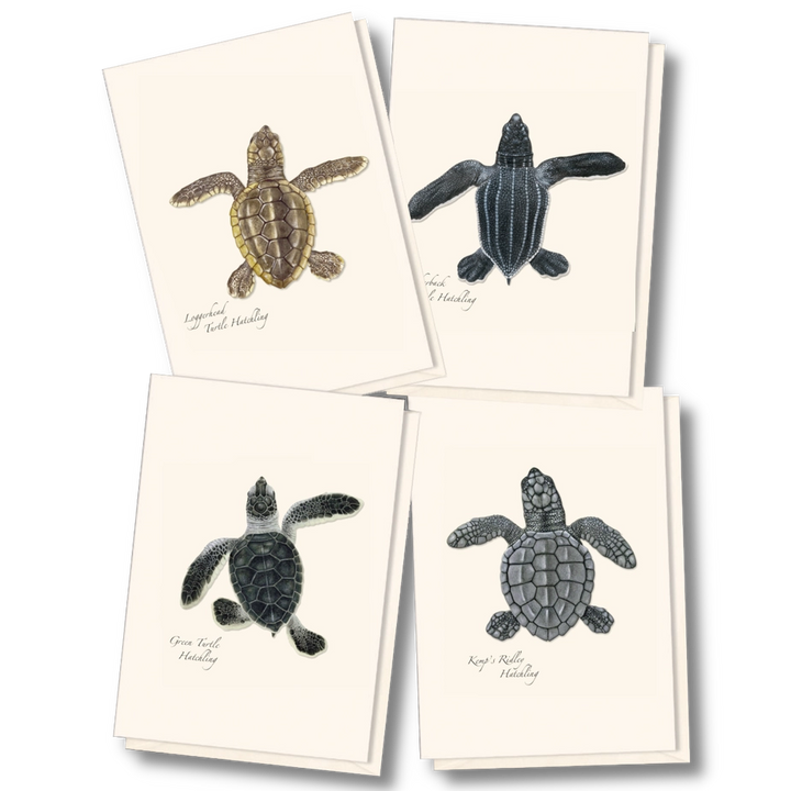 Sea Turtle Hatchling | Assorted 8 Card Set