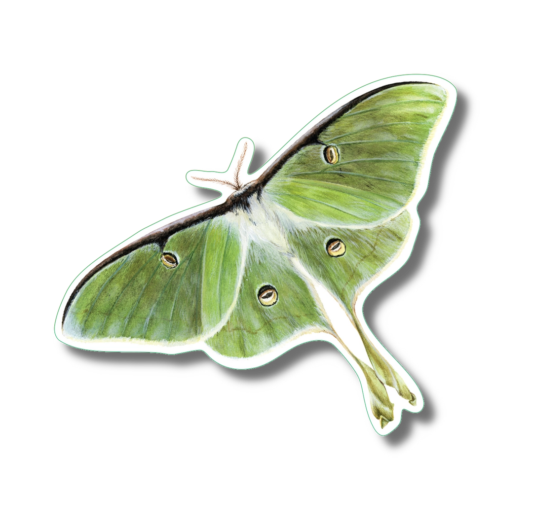 Luna Moth | Vinyl Sticker