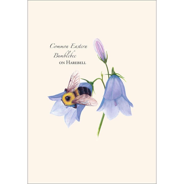 Spring Bee | Assorted 8 Card Set