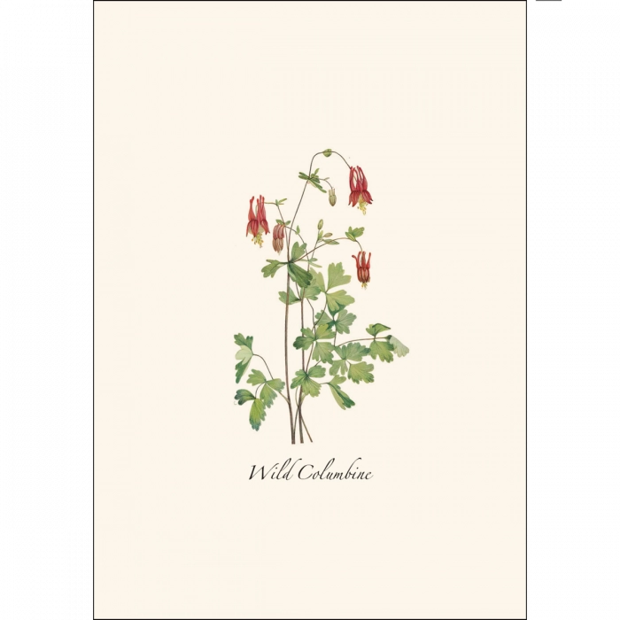 Meadow Wildflower | Assorted 8 Card Set
