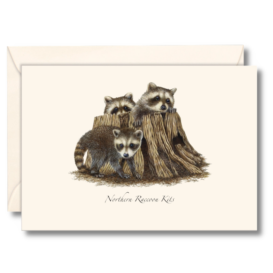 Raccoon Kits | 8 Card Set