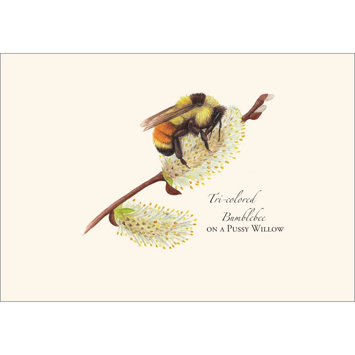 Spring Bee | Assorted 8 Card Set