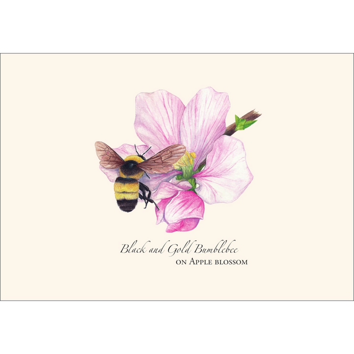 Spring Bee | Assorted 8 Card Set