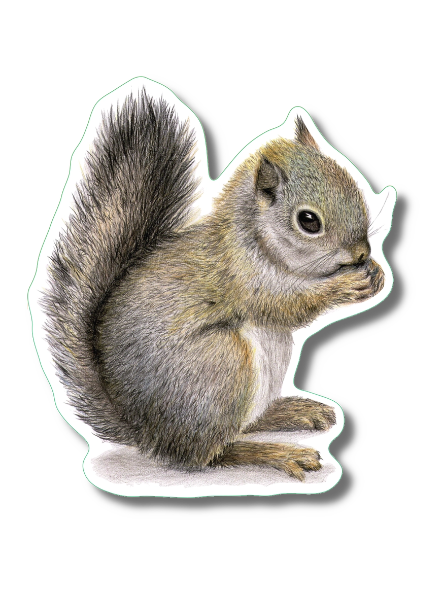 Gray Squirrel | Vinyl Sticker