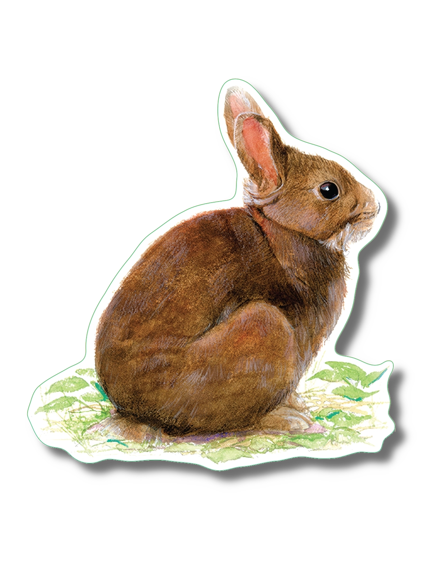 Cottontail Rabbit | Vinyl Sticker