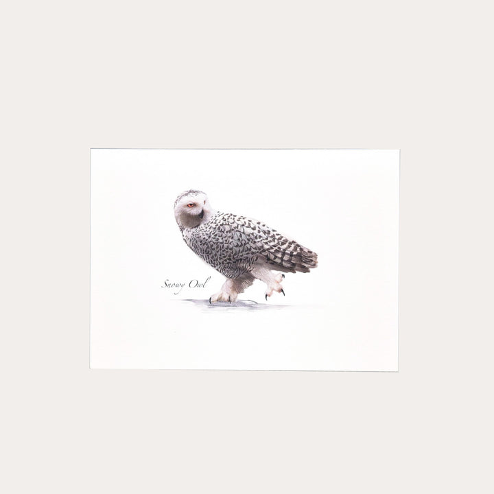 Snowy Owl | 8 Card Set