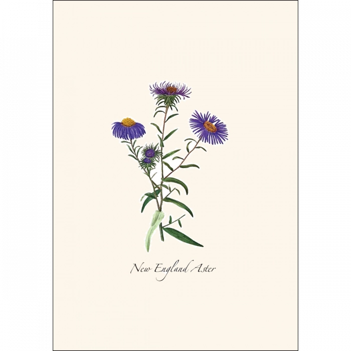 Meadow Wildflower | Assorted 8 Card Set