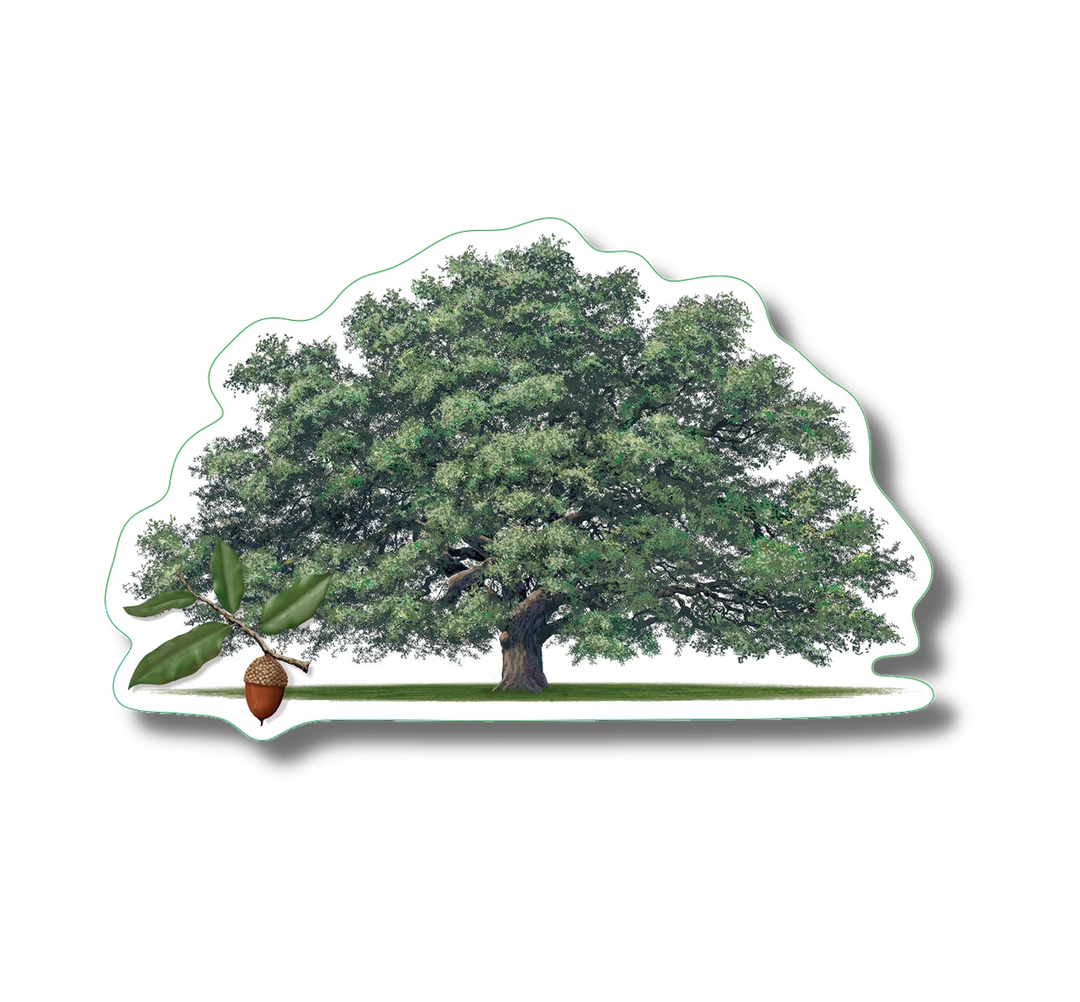 Live Oak | Vinyl Sticker