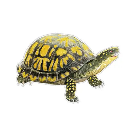 Box Turtle | Vinyl Sticker