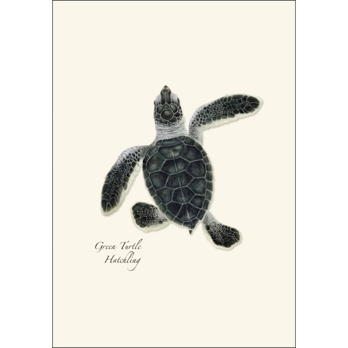 Sea Turtle Hatchling | Assorted 8 Card Set