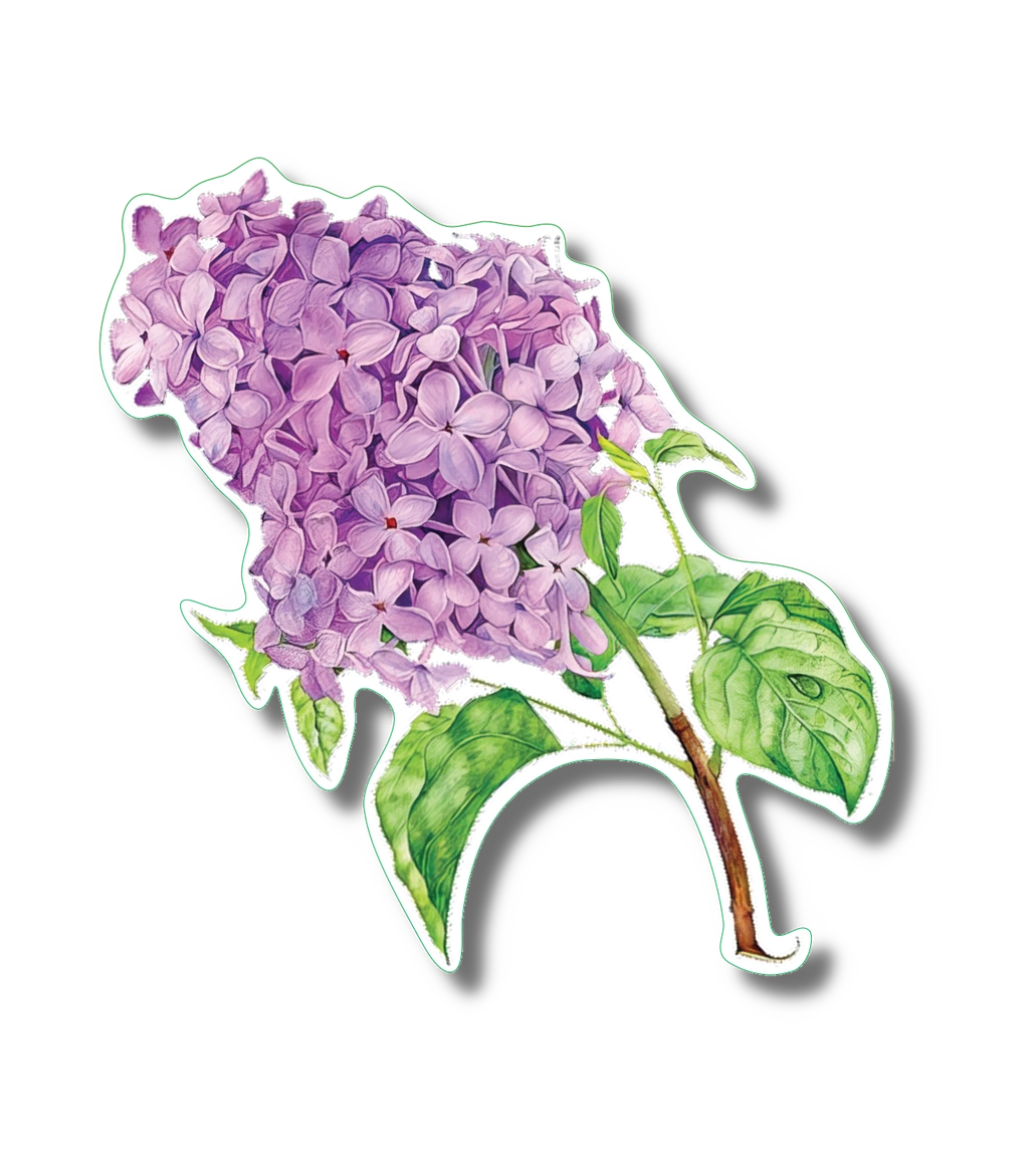 Lilac | Vinyl Sticker
