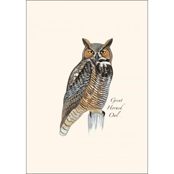 Sibley Owl | Assorted 8 Card Set