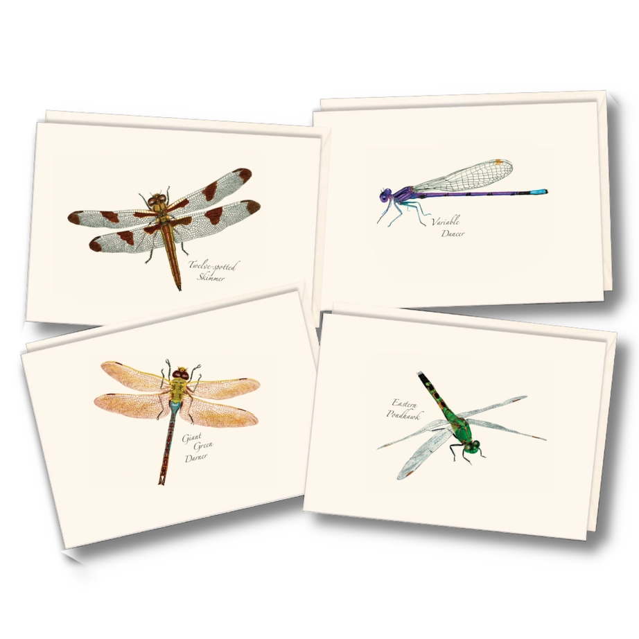 Dragonfly and Damselfly | Assorted 8 Card Set