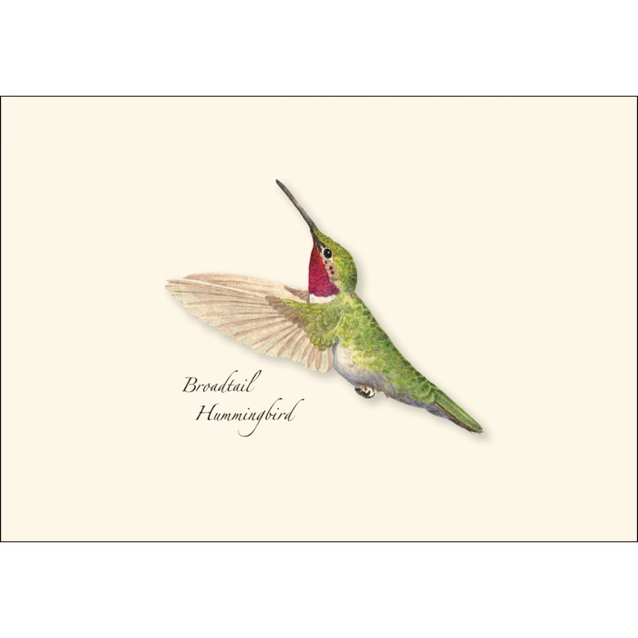 Western Hummingbird | Assorted 8 Card Set