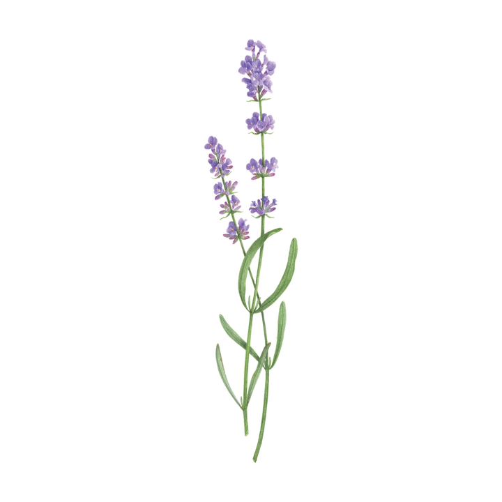 Lavender | Temporary Tattoo Pair