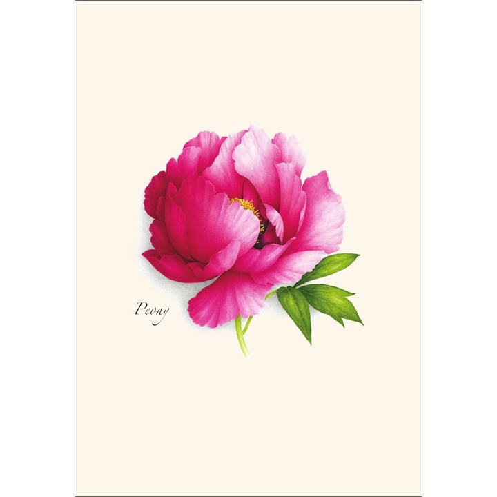 Peony  | Assorted 8 Card Set