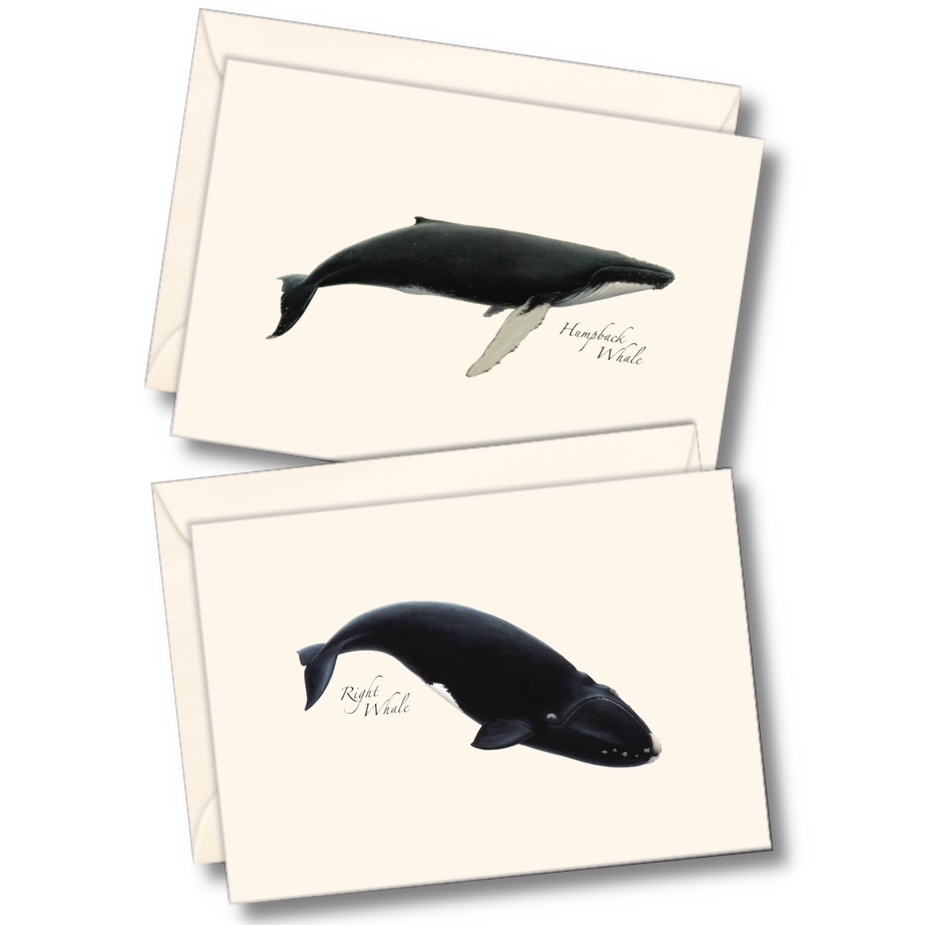 Whale | Assorted 8 Card Set