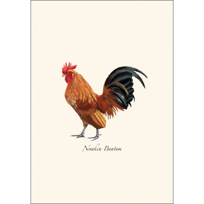 Chicken | Assorted 8 Card Set