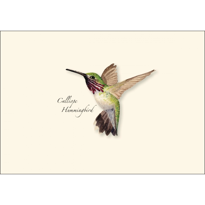 Western Hummingbird | Assorted 8 Card Set