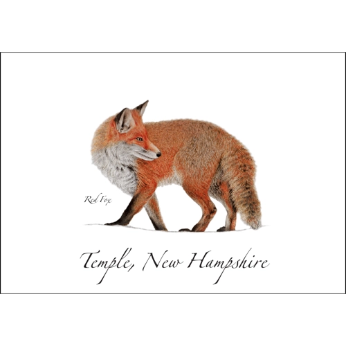 Red Fox | Greeting Card