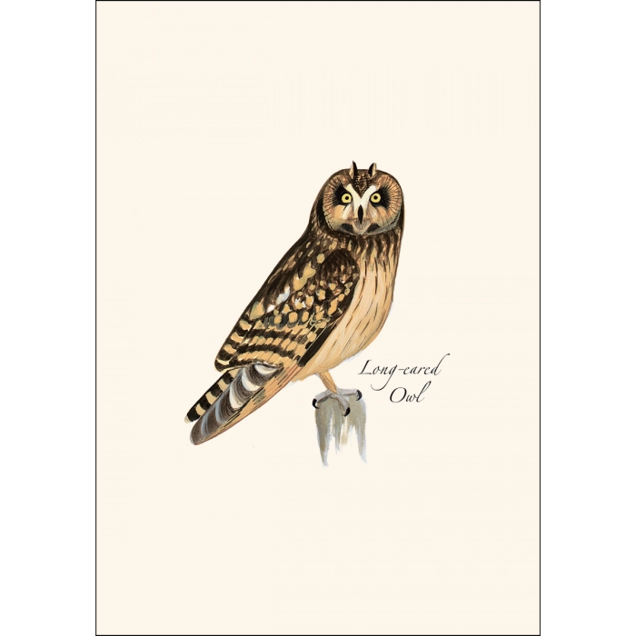 Sibley Owl | Assorted 8 Card Set