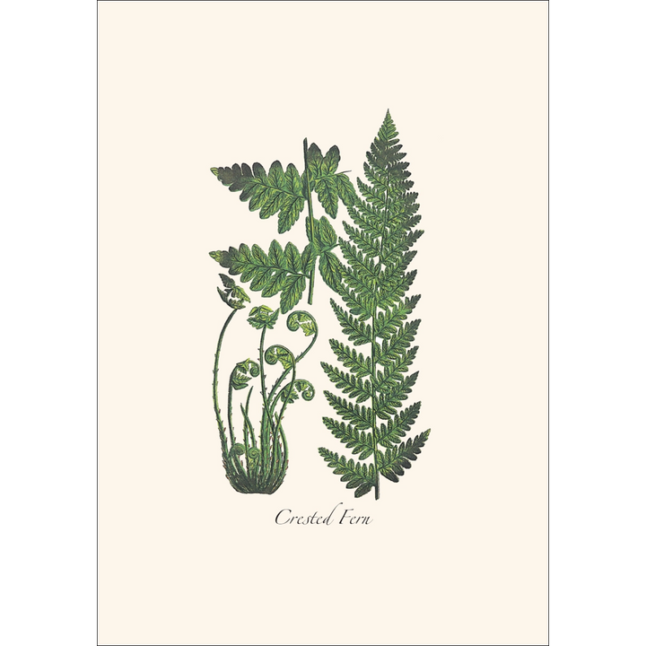 Fern Assortment II | Assorted 8 Card Set