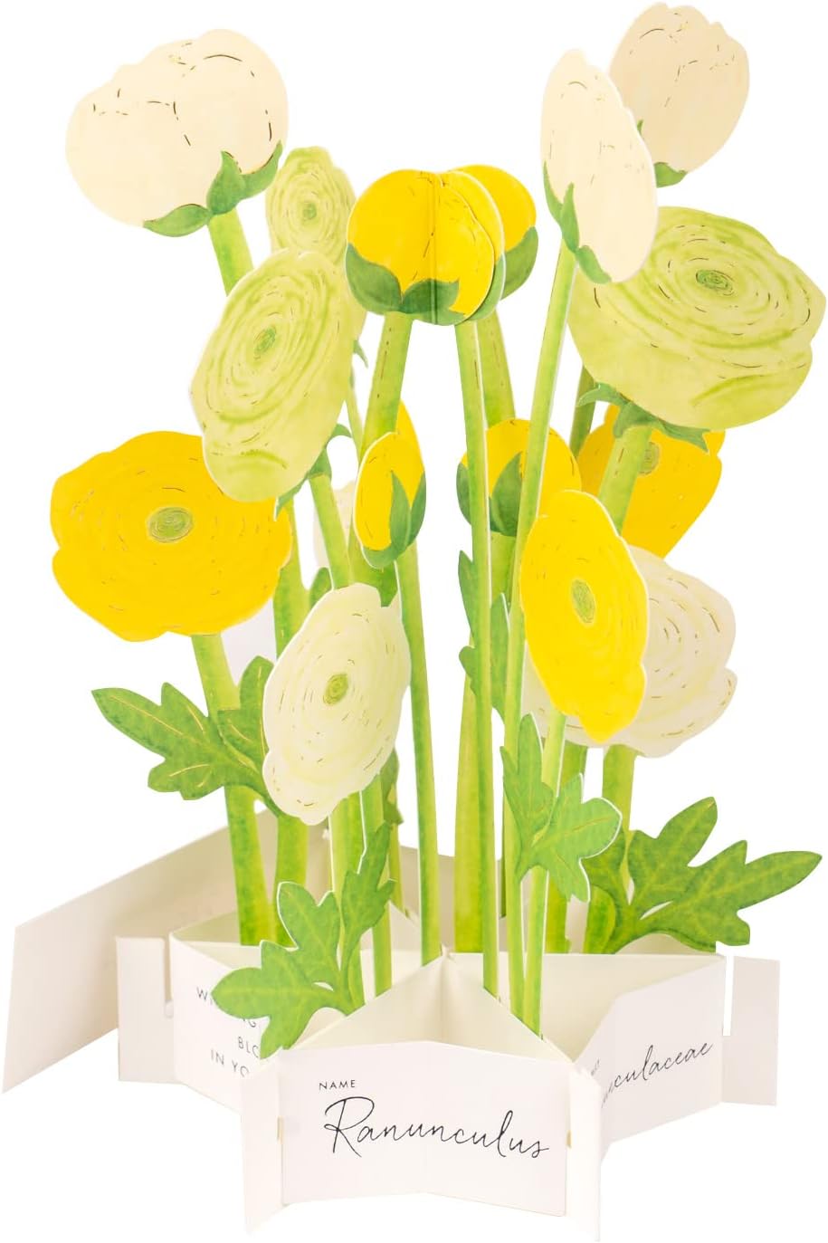 Ranunculus Flower Blooming Pop-Up Greeting Card*