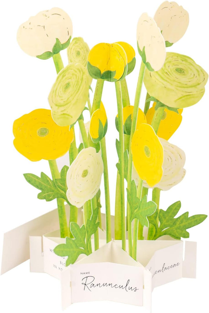 Ranunculus Flower Blooming Pop-Up Greeting Card*