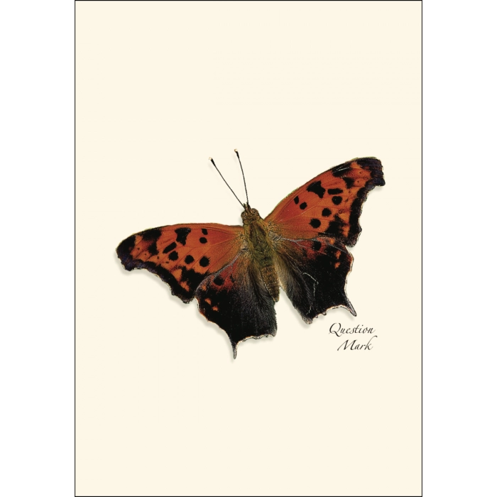 Butterfly | Assorted 8 Card Set