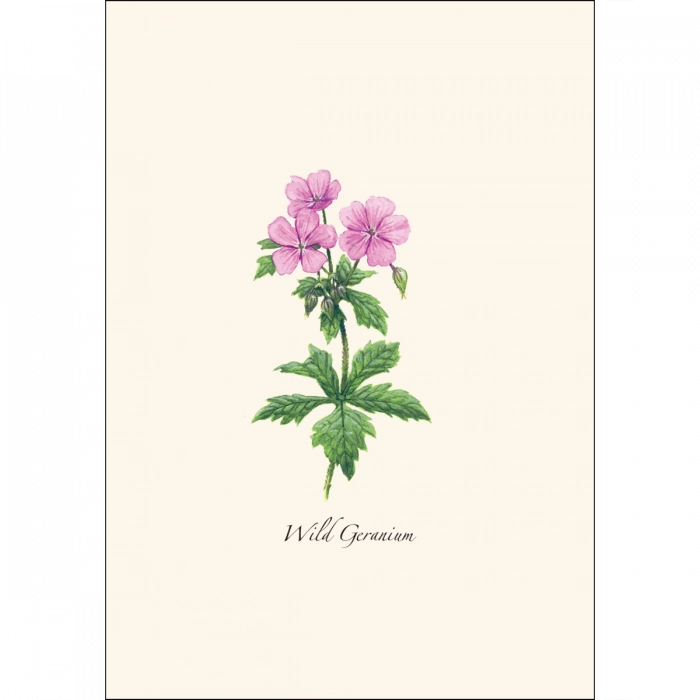 Meadow Wildflower | Assorted 8 Card Set