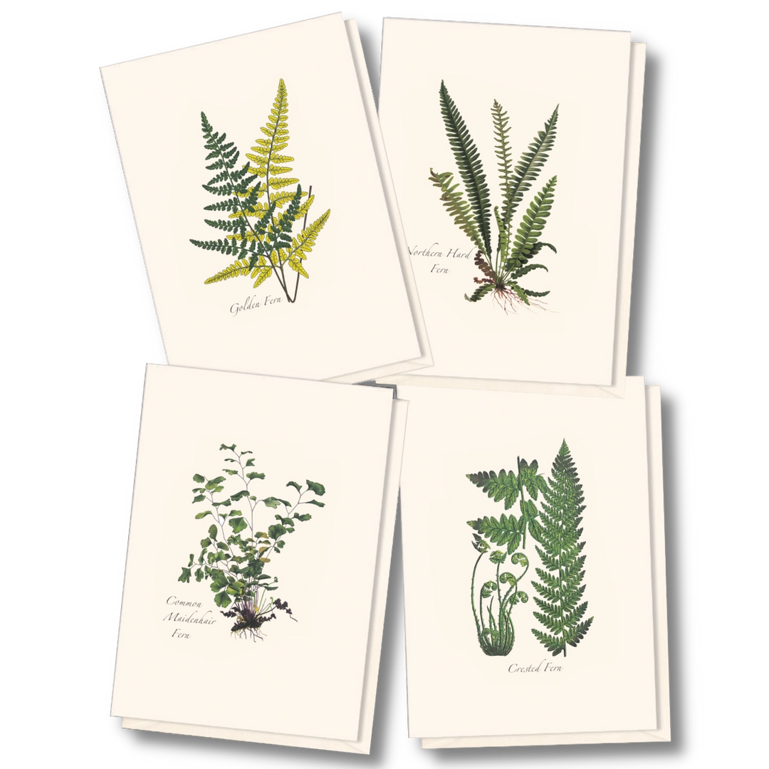 Fern Assortment II | Assorted 8 Card Set
