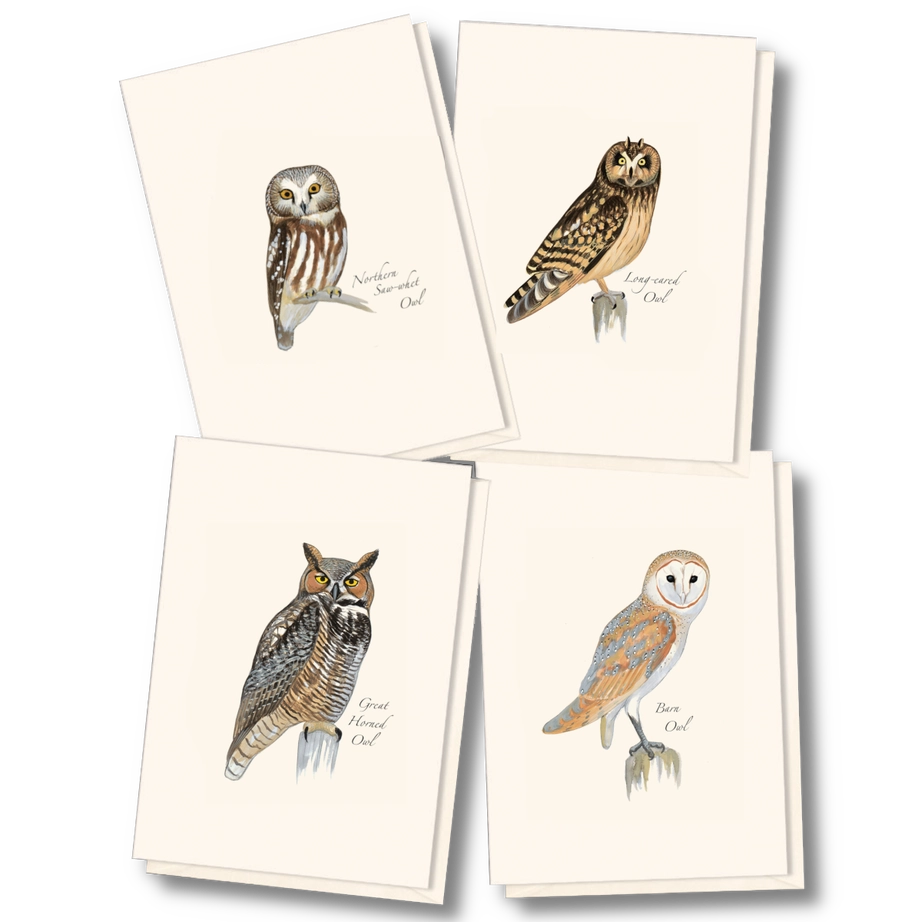 Sibley Owl | Assorted 8 Card Set