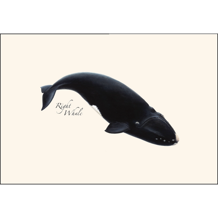 Whale | Assorted 8 Card Set