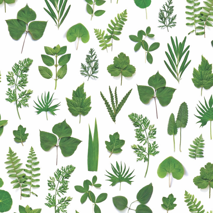 Green Leaves | Gift Wrap *