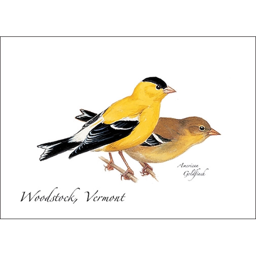 American Goldfinch | Greeting Card