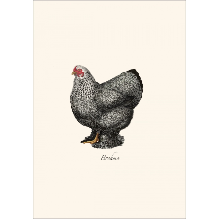 Chicken | Assorted 8 Card Set