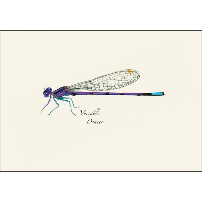 Dragonfly and Damselfly | Assorted 8 Card Set