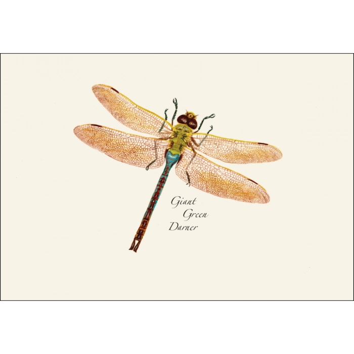 Dragonfly and Damselfly | Assorted 8 Card Set