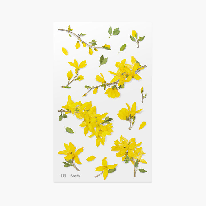 Forsythia | Pressed Flower Sticker