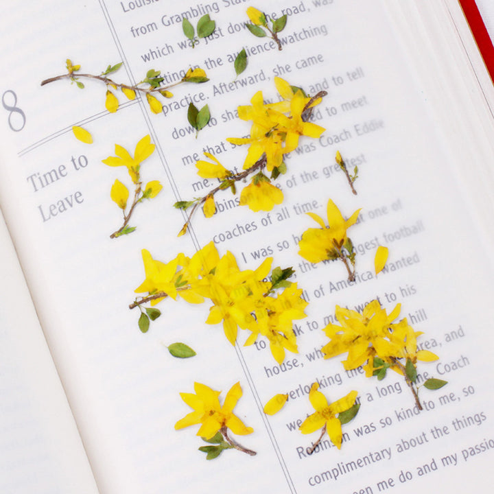 Forsythia | Pressed Flower Sticker