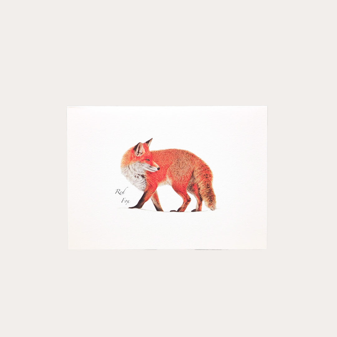 Red Fox | 8 Card Set