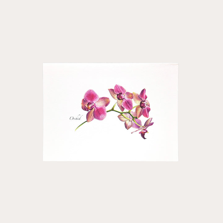 Orchid | 8 Card Set