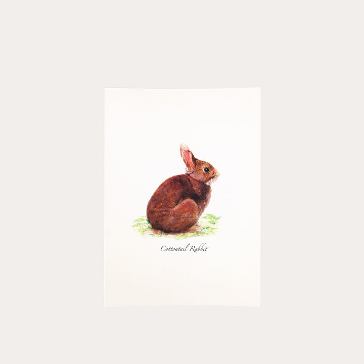 Cottontail Rabbit | 8 Card Set