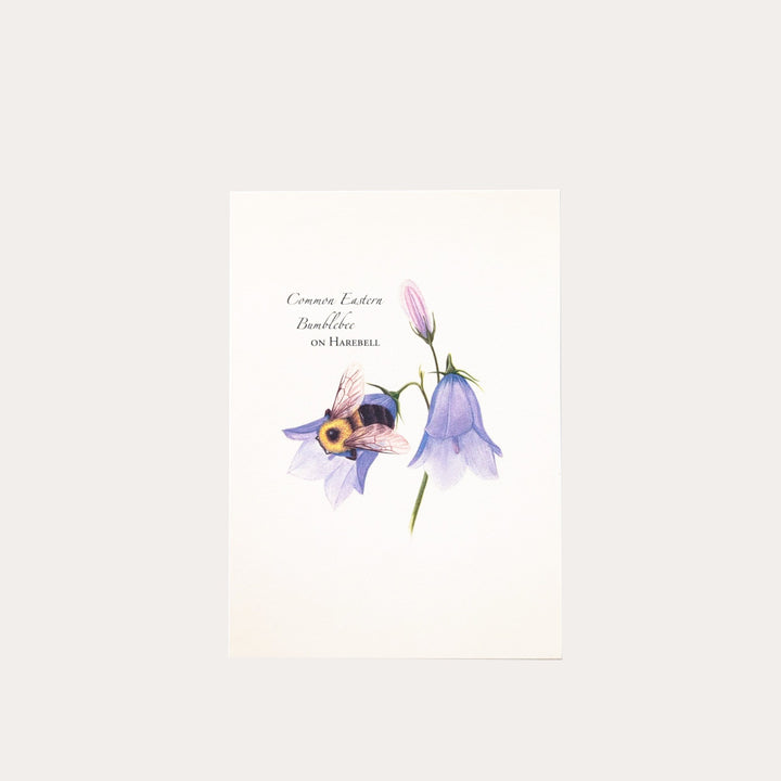 Spring Bee | Assorted 8 Card Set