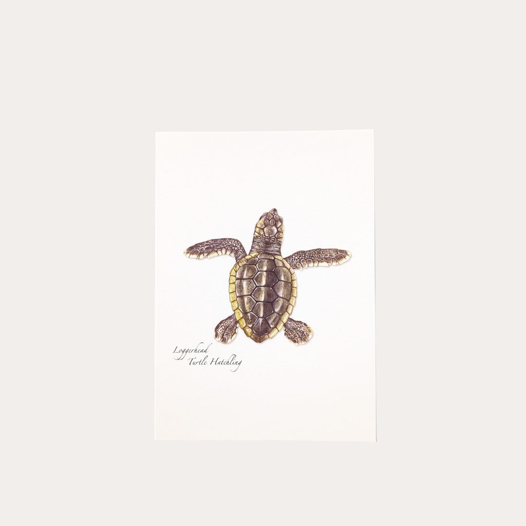 Sea Turtle Hatchling | Assorted 8 Card Set Sea Turtle Hatchling | Assorted 8 Card Set
