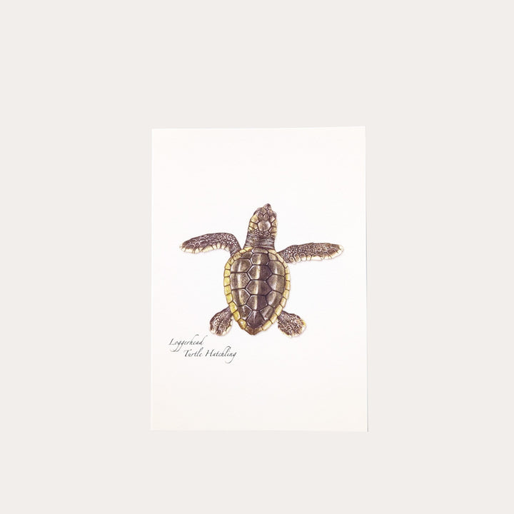 Sea Turtle Hatchling | Assorted 8 Card Set