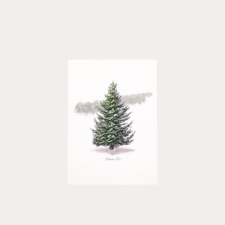 Frasier Fir | 8 Card Set